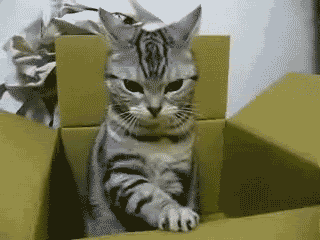 Gif of a cat in a box